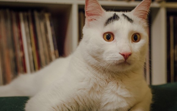El llamado gato con cejas, Gary, se hizo popular por la particularidad de sus manchas que lo hacen ver preocupado. FOTO Internet