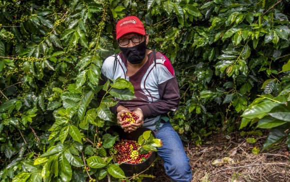 12,47 millones de sacos sumaron las exportaciones de café entre noviembre de 2019 a octubre de 2020, según la Federación de Cafeteros. Foto Camilo Suárez