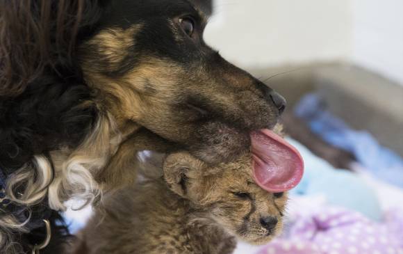 Es un padre sustituto ideal, en el zoológico cuentan que no ha sido la primera vez que lo hace. FOTO AP