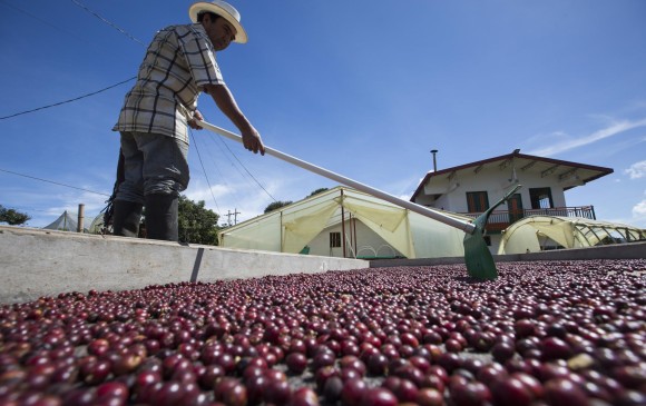 La producción de café colombiano cae 2 % en los últimos 12 meses, como consecuencia de las afectaciones climáticas a lo largo de 2017 y el retraso en las floraciones. FOTO: Manuel Saldarriaga.