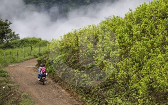 Los cultivos coca son el principal sustento para muchas familias que habitan la zona rural de Briceño.
