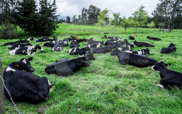 Para 2017, el Dane contabilizó 2,71 millones de cabezas de ganado vacuno en Antioquia. Foto: Jaime Pérez