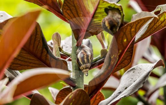 Los caracoles africanos pueden afectar los cultivos agrícolas, ornamentales y forestales. FOTO JAIME PÉREZ