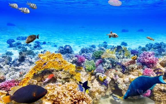 En Colombia, el estado de los corales también es preocupante: 60% de los arrecifes coralinos están bajo algún grado de amenaza. Según cifras de la WWF 20 por ciento pueden desaparecer en la próxima década, 19 por ciento han sido destruidos y 15 por ciento se encuentran en estado crítico. FOTO SSTOCK