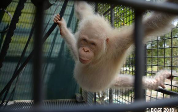 Conozca a Alba, la única orangután albina del mundo