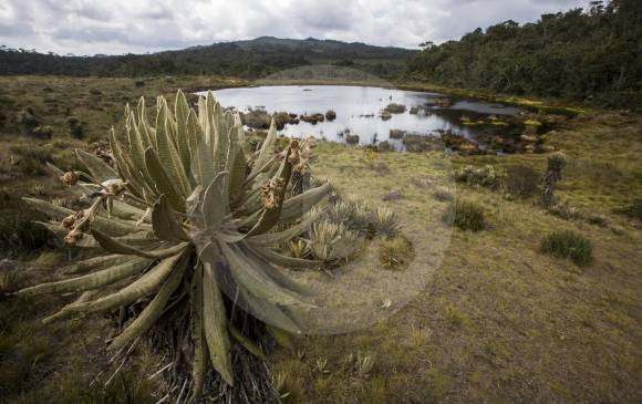 El actual gobierno ha delimitado 30 de estos ecosistemas. En la fotografía el páramo de Belmira. FOTO esteban vanegas 