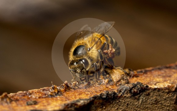 ¿Qué hay detrás de la muerte de las abejas?