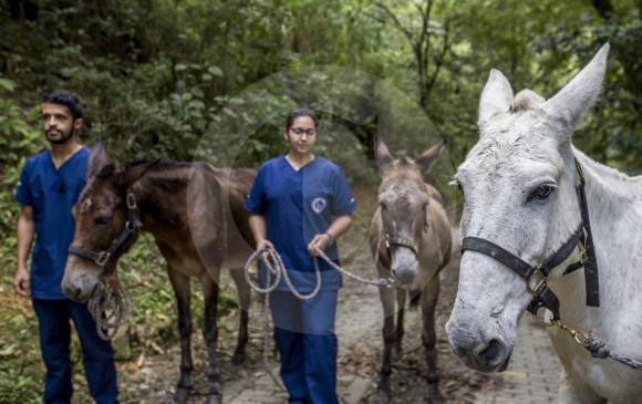 Las mulas entregadas por Uriel Hernández serán dadas en adopción y no volverán a transportar carga. FOTO santiago mesa