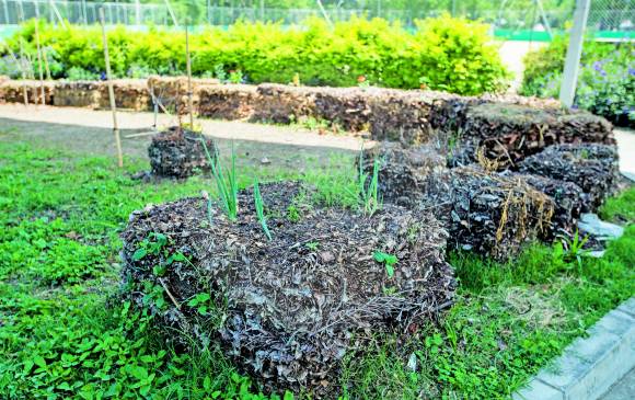 El proyecto de las pacas también les ha permitido sembrar lechugas y hortalizas de rápida cosecha. FOTO Julio César Herrera 