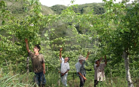 La integración entre los sectores público y privado posibilitó que los productores de maracuyá del municipio de Dabeiba aprovechen la oportunidad de exportar la fruta. FOTO: Archivo
