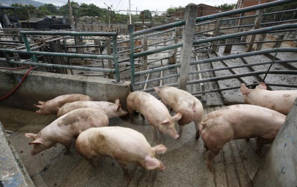 Antioquia representa el 45% de la carne de cerdo que se consume en Colombia. FOTO: Manuel Saldarriaga Quintero