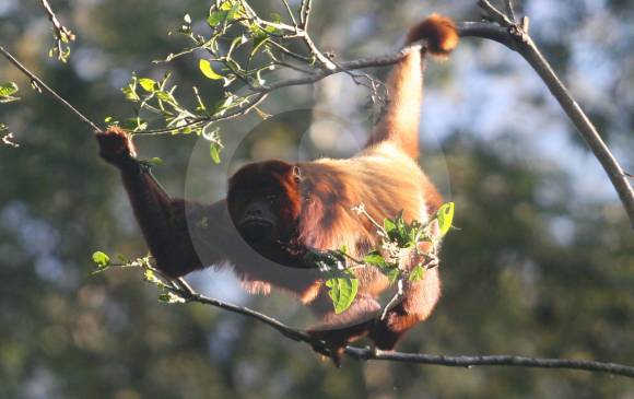 En la imagen monos aulladores. Por ahora los más perjudicados por este brote son los muriquí o monos araña. FOTO Robinson Sáenz