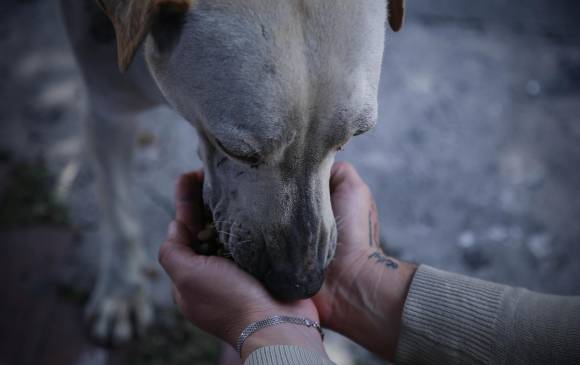 En las calles de Medellín hay cerca de 2.000 perros y gatos en abandono y en el departamento 20.000. La solidaridad el sábado será por ellos. FOTO COLPRENSA