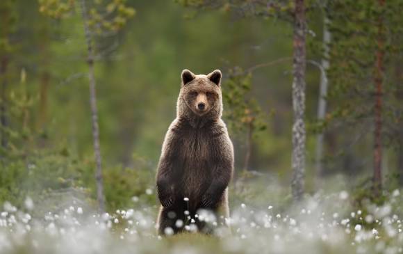 El hijo de los osos