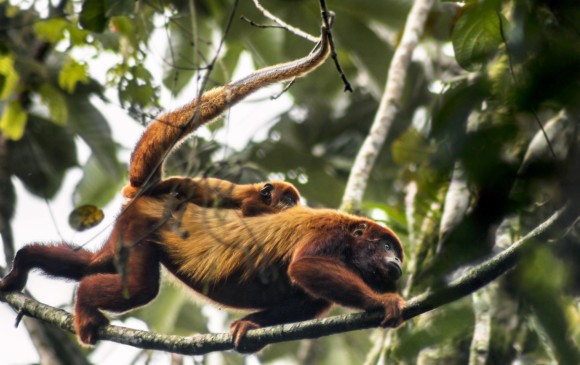El mono rojo aullador, especie amenazada en algunas regiones por fragmentación del hábitat.