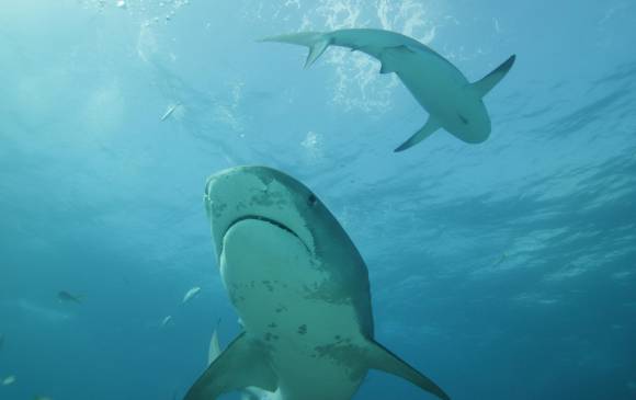 Colombia tiene 76 especies de tiburones. FOTO: COLPRENSA