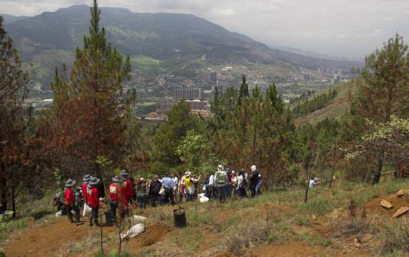 El pasado sábado, en el cerro Quitasol, de Bello, se plantaron 2.000 árboles. El objetivo de las autoridades es convertir esta montaña en una zona boscosa . FOTO Cortesía Área Metropolitana