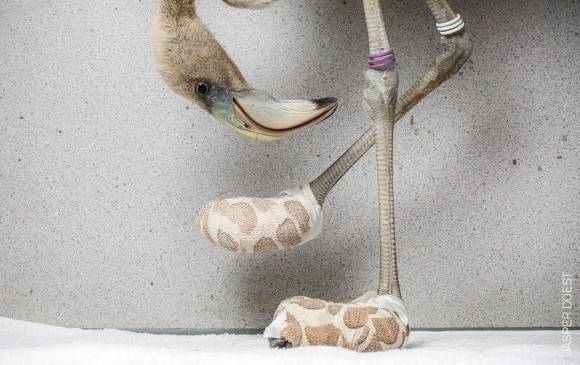 El flamenco caribeño Bob revisa las medias improvisadas que le pusieron los médicos veterinarios para curarle las heridas de los pies. FOTO Jasper Doest