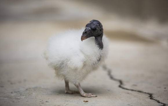 El rey gallinazo bebé toma el sol. También lo hacen los grandes. El Santa Fe tiene dos machos y una hembra. FOTOs esteban vanegas