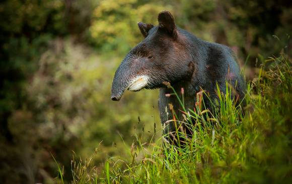 Danta, especie objeto de conservación en la Territorial.