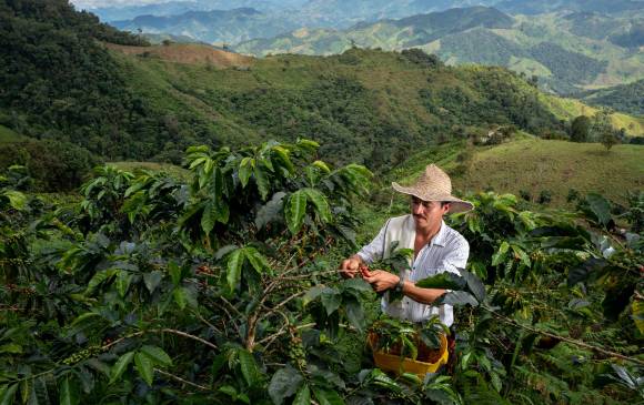  Pese a la pandemia, la producción de café cayó ligeramente, 1 %, en julio con respecto al año anterior y creció 2 % en los últimos 12 meses. Foto Colprensa