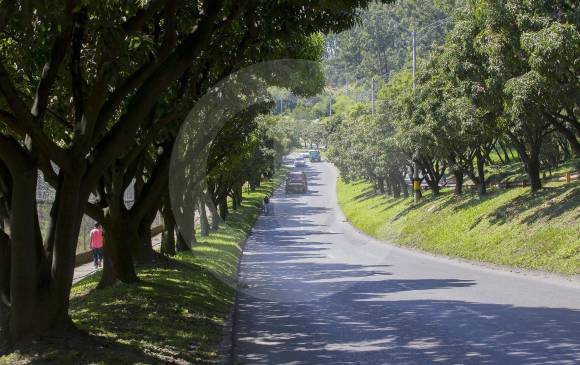 Los corredores verdes prestan un servicio ecológico, como espacios para conservación de la flora, vida y movilidad de la fauna en medio de la ciudad. FOTO donaldo zuluaga