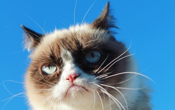  Grumpy Cat, la gata gruñona, gana millonaria demanda