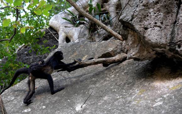 Fotografía fechada el 11 de diciembre de 2019, que muestra un ejemplar de mono araña (Ateles), con su cría de tres meses en el municipio de Chiapa de Corzo, en el estado de Chiapas (México). FOTO EFE