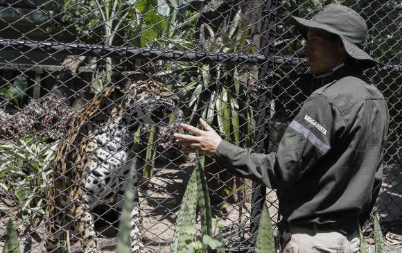 El Zoológico Santa Fe en Medellín no tiene una fecha estimada de apertura y aunque ya tienen los protocolos de bioseguridad listos, aún no abren porque todavía no hay claridad respecto al ingreso de los niños. FOTO Manuel Saldarriaga