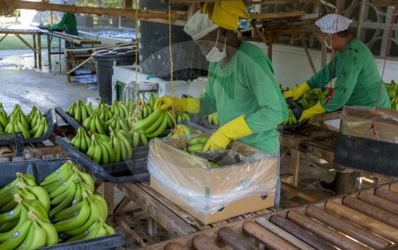 Las exportaciones de banano impulsaron el comercio antioqueño en el primer bimestre del año 2018. Foto: Juan Antonio Sánchez.
