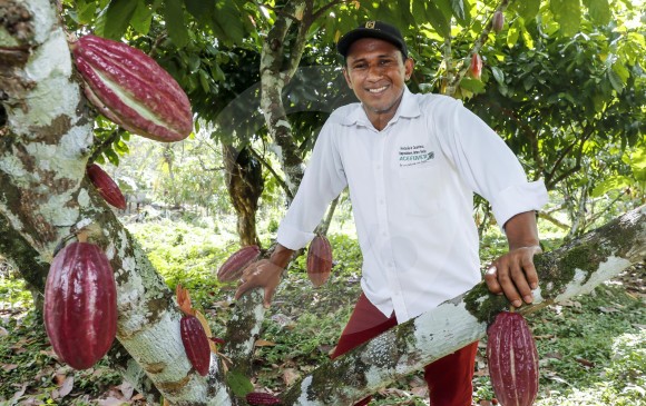 Víctor Manuel García hace parte de la Asociación de Cacaocultores y Emprendedores Futuro Verde (Acefuver), que hoy agremia a 230 productores de cinco municipios. FOTO EL COLOMBIANO