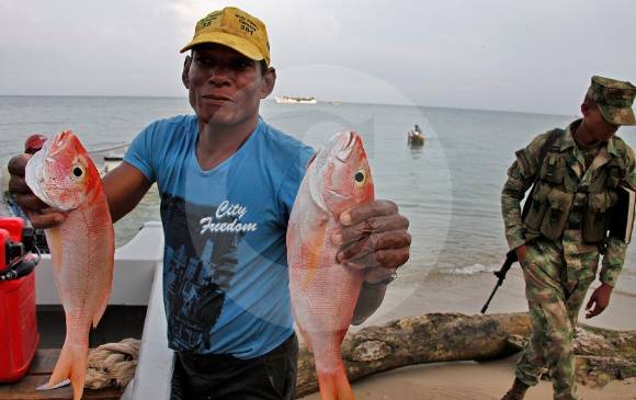 El pescador honrado y trabajador sufre las consecuencias del fraude en la cadena de la pesca marina. En nuestro medio el consumidor no tiene conciencia del problema. FOTO El colombiano