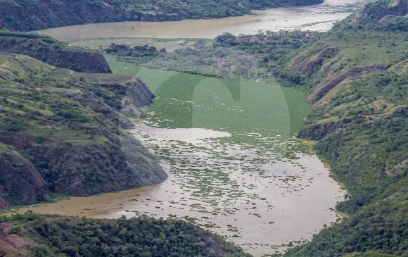 El buchón de agua es una planta invasora que se propagó por el embalse del proyecto hidroeléctrico. FOTO juan antonio sánchez