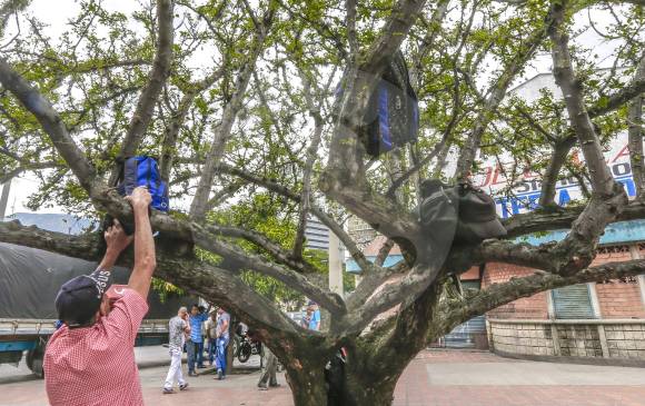 El artículo 50 del decreto 1683 de 2003 en Medellín prohibió la instalación de avisos publicitarios en árboles. Sin embargo, hasta la misma Alcaldía los usa con este fin. FOTOS Juan Antonio Sánchez