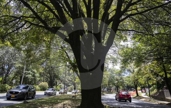Los ciudadanos piden ser tenidos en cuenta en las decisiones que se van a tomar frente al corredor verde la 80, que genera conectividad entre fuentes hidrícas y de especies. FOTO Manuel Saldarriaga