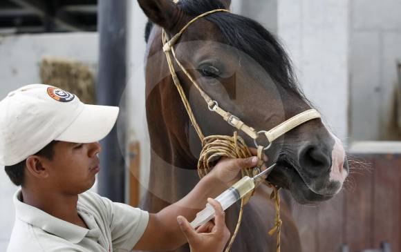 ¿Cómo se prepara un caballo para una exhibición?