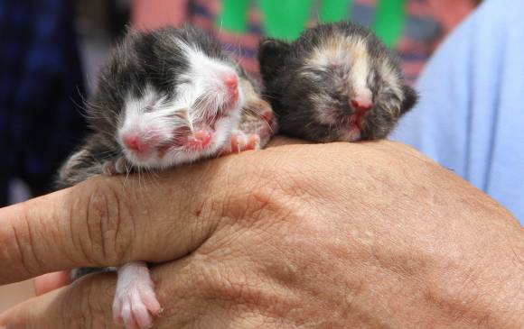 A la izquierda el gato con dos cabezas. FOTO COLPRENSA