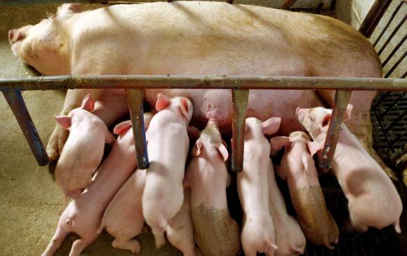 Ya son 180 granjas porcícolas de Antioquia las capacitadas y que aplican buenas prácticas de producción para mejorar productividad, bienestar del animal y manejo de residuos. FOTO jaime pérez