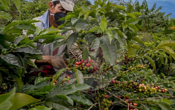Una de las conclusiones del congreso cafetero 2020 es que los mercados y tendencias globales ofrecen grandes oportunidades para el café colombiano. Foto Juan Antonio Sánchez