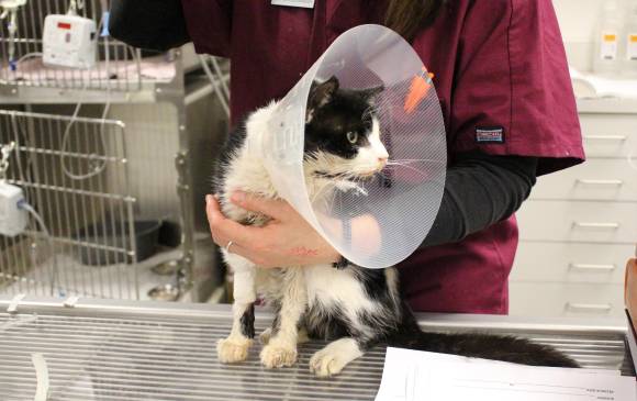 El gato fue atendido en el Human Society of Tampa Bay, donde se recupera de sus heridas, entre otras la mandíbula rota, tras dos horas de operación y una transfusión de sangre. FOTO AP