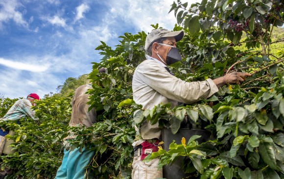 Hasta junio se recogerá la cosecha del primer semestre de unos 6,5 millones de sacos de café, labor que requiere unos 135.000 recolectores. Foto Juan Antonio Sánchez