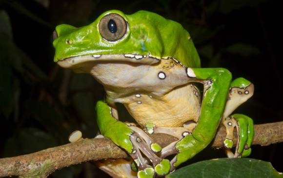 El veneno era extraído de la rana Phyllomedusa bicolor. FOTO CORTESÍA