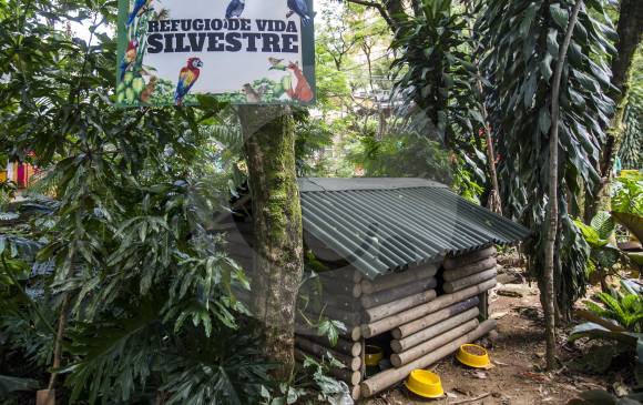 Este refugio se hizo cerca de la quebrada La Presidenta, corredor biológico de la comuna de El Poblado. FOTO Juan Antonio Sánchez