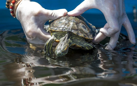 Liberación de tortugas en la ciénaga Barbacoas, en el municipio de Yondó, Antioquia en 2019. FOTO Juan Antonio Sánchez