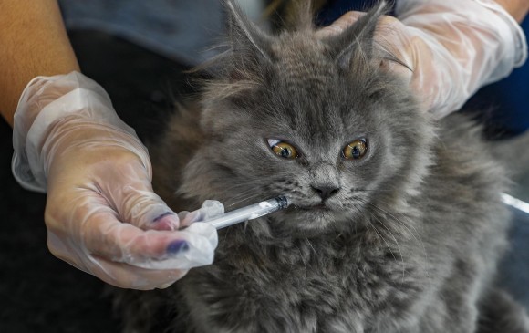 La meta del Gobierno es vacunar a más de 6 millones de gatos y perros en el país. FOTO: MANUEL SALDARRIAGA
