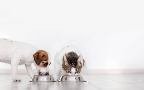 Cómo entender y tratar la depresión en mascotas