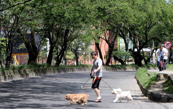 Juzgado ordena suspender la tala de árboles del corredor verde de la carrera 43 A y la construcción de la Estación Metroplús en Envigado en este. FOTO Julio César Herrera