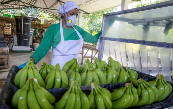 MinCIT destacó al banano como uno de los productos que más se exporta hacia Reino Unido FOTO Juan Antonio sánchez