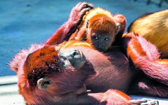 Aprender a ser salvaje en el zoo para ir a la selva