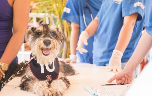 Estos consejos pueden ayudarlo con los animales, pero no deben reemplazar a un médico especializado, así lo recomienda Asociación Americana de Médicos Veterinarios. FOTO archivo